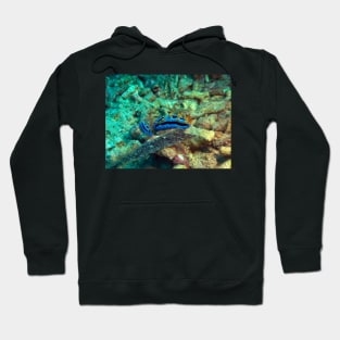 Purple Nudibranch Hoodie